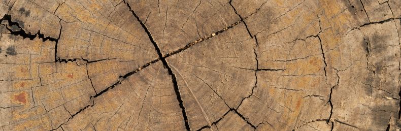 Bois-énergie : quels enjeux pour la filière ?